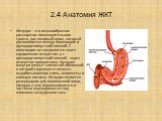 2.4 Анатомия ЖКТ. Желудок - это мешкообразное расширение пищеварительного тракта, растяжимый орган, который располагается между пищеводом и двенадцатиперстной кишкой. С пищеводом он соединяется через кардиальное отверстие, а с двенадцатиперстной кишкой - через отверстие привратника. Желудок изнутри 