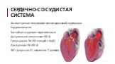Сердечно-сосудистая система. Ассиметричная гипертрофия межжелудочковой перегородки Кардиомиопатия Застойная сердечная недостаточность Артериальная гипертензия (50 %) Гипертрофия ЛЖ (50 % людей с N АД) Дисфункция ЛЖ (50 %) ЭКГ: депрессия ST, изменения Т, аритмии
