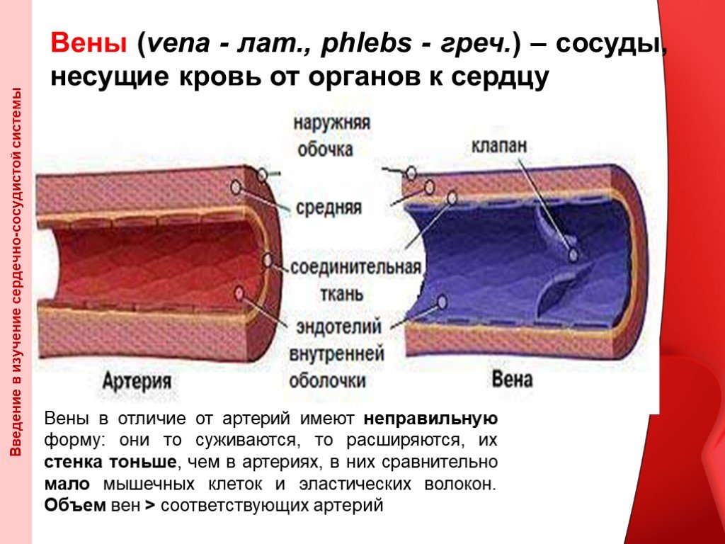 Особенность строения вены по сравнению с артерией. Артерии и вены различия в строении. Отличие строение стенки вен от артерий. Вены артерии сосуды отличие. Строение вен в отличии от артерий.