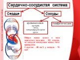 Сердечно-сосудистая система. Сердце Сосуды. кровеносные артерии, вены, микроциркуляторное русло. лимфатические. Общая масса крови в теле взрослого человека – 5-6 литров, на каждый килограмм массы тела приходится: У мужчин – 80 см3, у женщин – 75 см3