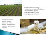 На юге сосредоточены основные сельскохозяйственные угодья района. Здесь производится 87 % сои, производимой в России. Леса богаты ценным пушным зверем (горностай, соболь, лисица, белка, колонок), имеющим промысловое значение.