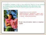 На Гавайских островах в одну из школ поступила девочка. Ее имя состояло из 102 букв: Напу-Амо-Хала-Она-Она-Анека-Вехи-Вехи-Она-Хивеа-Нена- Вава-Кехо-Онка-Кахе-Хеа-Леке-Еа-Она-Ней-Нана-Ниа-Кеко-Оа-Ога-Ван- Ика-Ванао. На русском языке оно означает: «Многочисленные прекрасные цветы гор и долин начинают