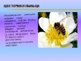 ЦВЕТОЧНАЯ ПЫЛЬЦА. Переработанная слюнными железами пчелы называется пергой. Кремы, лосьоны, содержащие цветочную пыльцу, обладают высокой питательной активностью (в перге обнаружено более 50 ферментов,все аминокислоты), противовоспалительными свойствами.