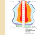 Формы половозрастных пирамид и анализ половозрастной пирамиды Республики Беларусь Слайд: 21