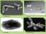 p. Sulfobacillus A.caldus p. Acidianus Metallosphaera