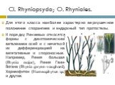 Cl. Rhyniopsyda; O. Rhyniales. К порядку Риниевых относятся формы с дихотомическим ветвлением осей и с нечеткой их дифференциацией на вегетативные и спороносные. Например, Риния большая (Rhynia major), Риния Гвин-Вогана (Rhynia gwynn-vaughanii), Хорнеофитон (Horneophyton sp.) и другие. Для этого кла