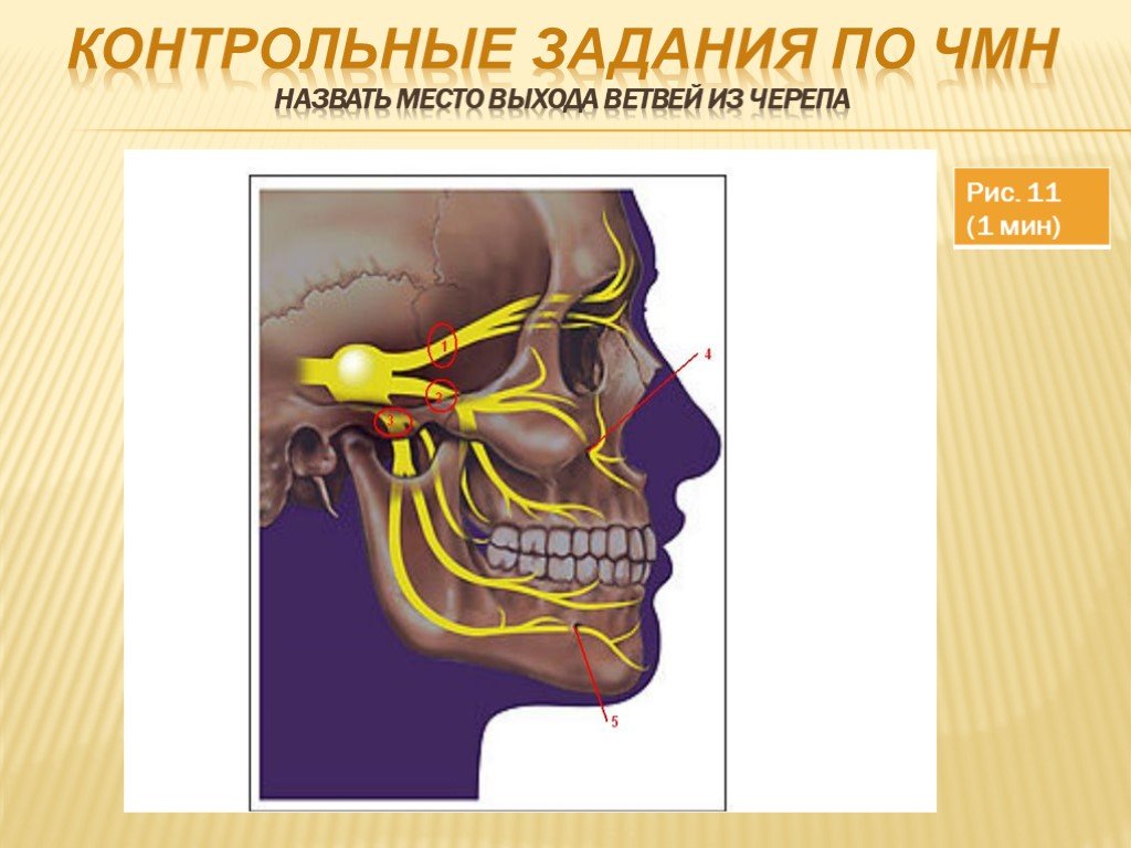 Нервы лицевого черепа. Места выхода нервов из черепа. Места выхода ЧМН из черепа. Место выхода нерва черепа. Черепно мозговые нервы места выхода из черепа.
