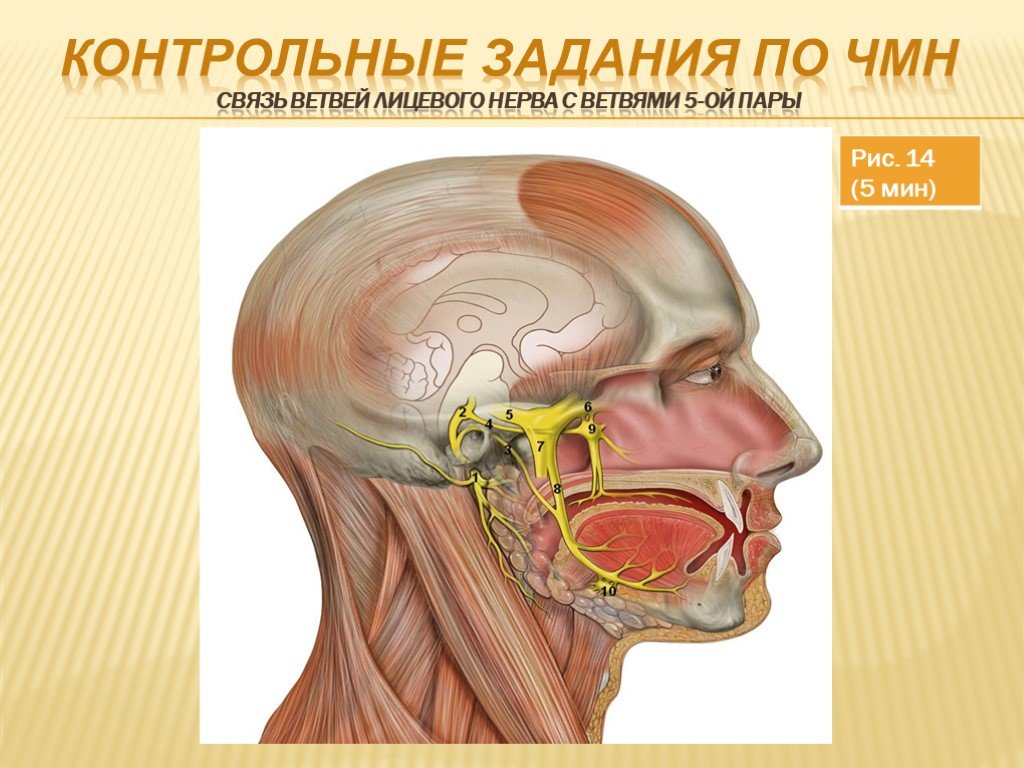 7 Черепно-мозговой нерв. Лицевой нерв ЧМН. 7 черепной нерв