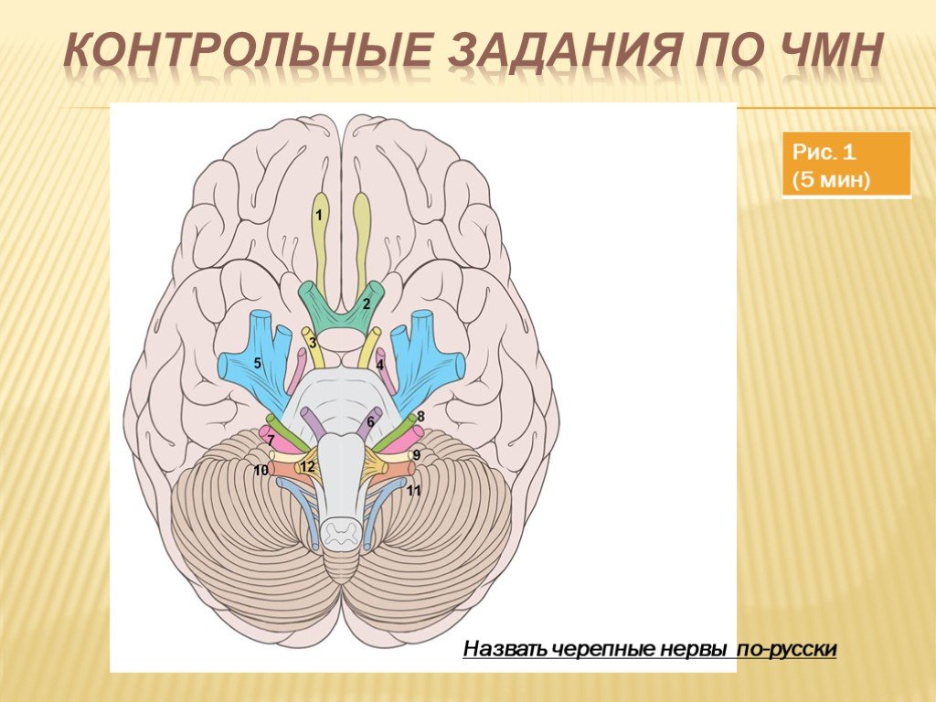 Средний мозг черепно мозговые нервы. Места выхода ЧМН. Черепно мозговые нервы. 12 Пар черепно мозговых нервов. Центры черепно-мозгового нерва в головном мозге.