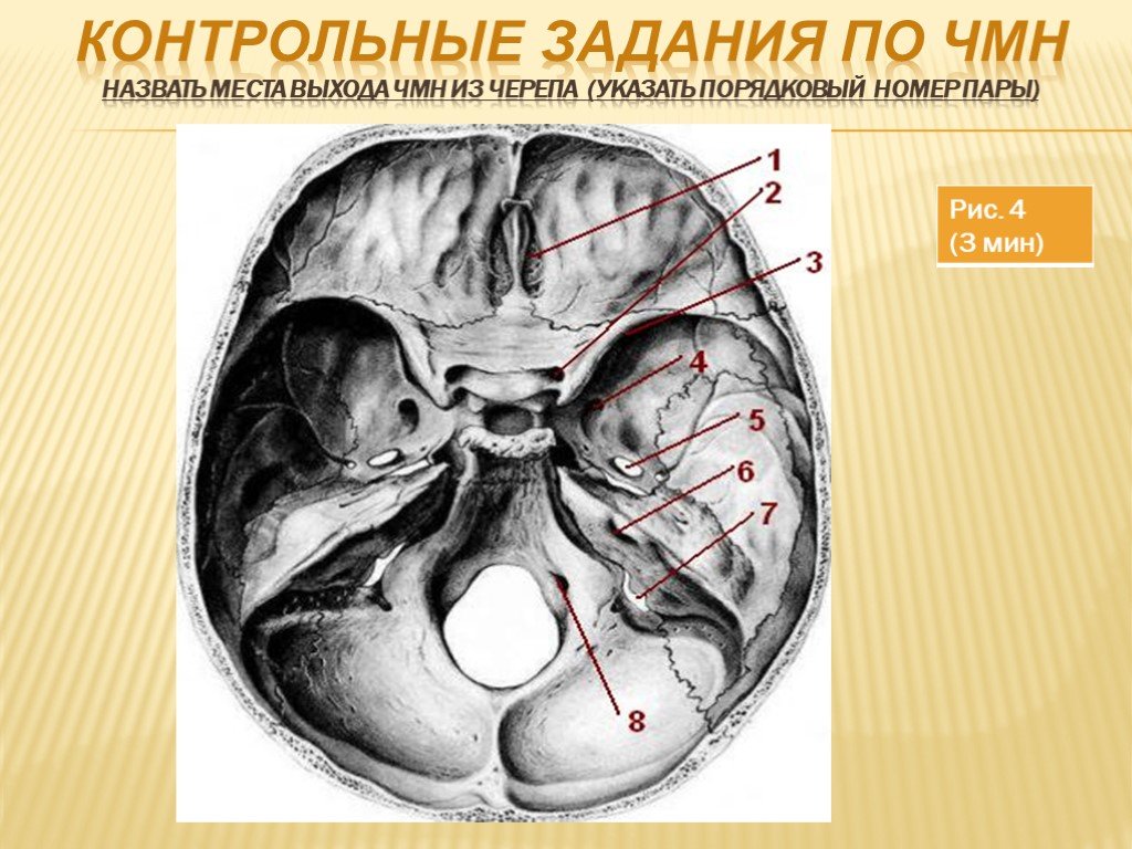 Черепные нервы череп. Выход черепно мозговых нервов из черепа. Черепно мозговые нервы места выхода из черепа. Места выхода черепных нервов из черепа. Основание черепа черепно мозговые нервы.