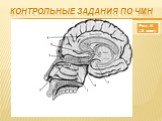 Интерактивный контроль знаний студентов по теме «Черепно-мозговые нервы» Слайд: 6