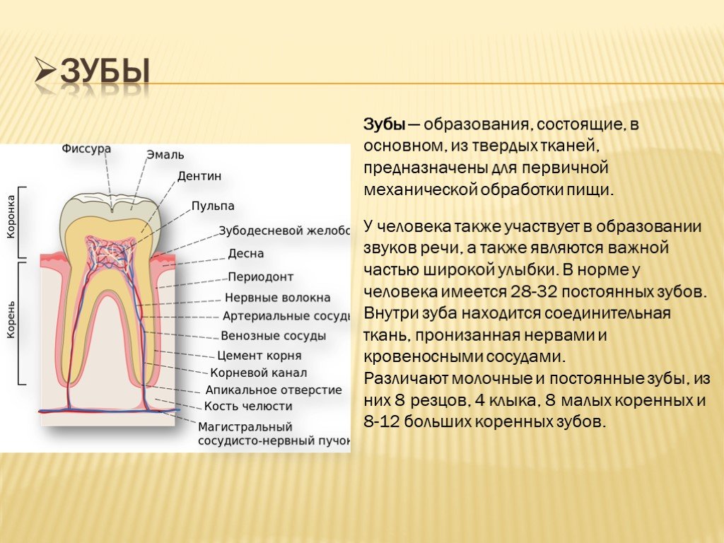 Какие части у зуба. Пищеварительная система человека строение зуба. Функция зубов в пищеварительной системе. Структура строение зуба. Строение зубной системы.
