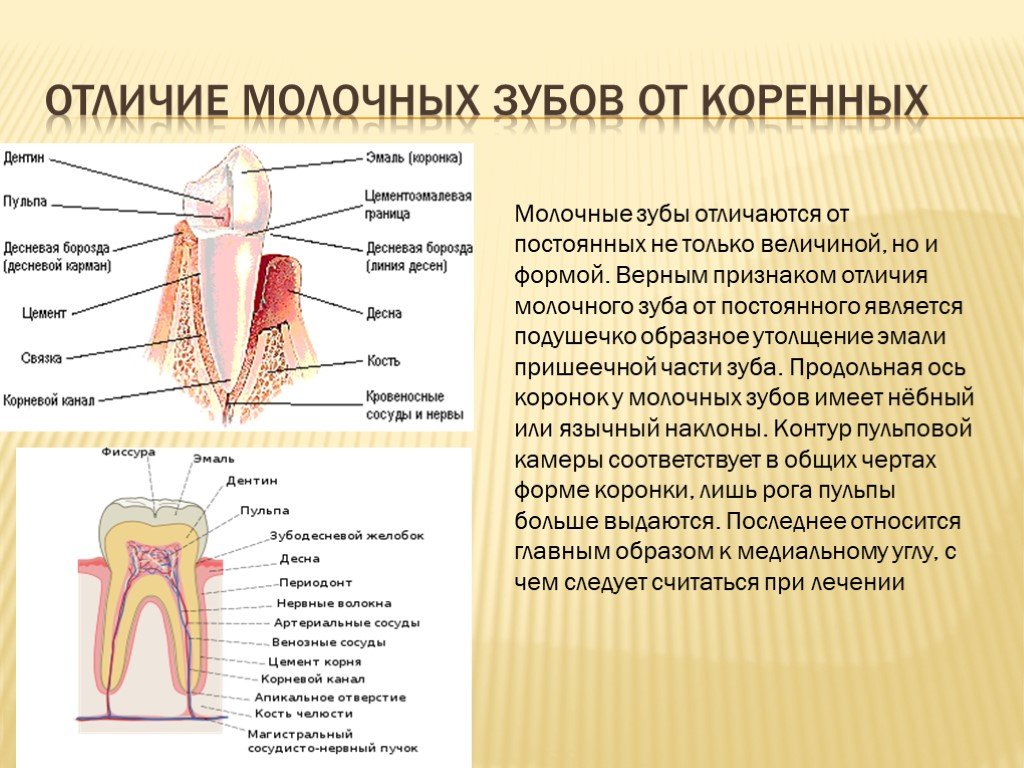 Молочный зуб и коренной отличие фото