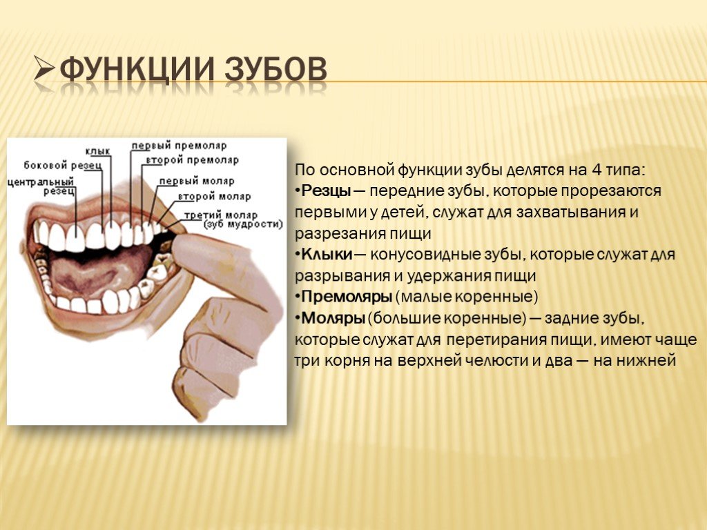 Зубы человека выполняют функцию. Функции зубов. Функции зубов у человека. Функции зубов клыки резцы. Зубы человека функции.