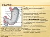 Желудок. 1 — дно желудка; 2 — пищевод; 3 — кардиальная вырезка желудка; 4 — тело желудка; 5 — кардиальная часть желудка; 6 — малая кривизна желудка; 7 — большая кривизна желудка; 8 — верхняя часть двенадцатиперстной кишки; 9 — мышечная оболочка двенадцатиперстной кишки; 10 — привратниковая часть жел