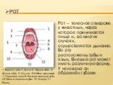 Рот. Рот — телесное отверстие у животных, через которое принимается пища и, во многих случаях, осуществляется дыхание. Во рту расположены зубы и язык. Внешне рот может иметь различную форму. У человека он обрамлён губами. 1. Верхняя губа 2. Десна 3. Твёрдое нёбо 4. Мягкое нёбо 5. Язычок 6. Нёбная ми
