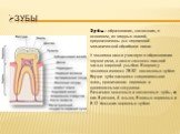зубы. Зубы — образования, состоящие, в основном, из твердых тканей, предназначены для первичной механической обработки пищи. У человека также участвует в образовании звуков речи, а также являются важной частью широкой улыбки. В норме у человека имеется 28-32 постоянных зубов. Внутри зуба находится с