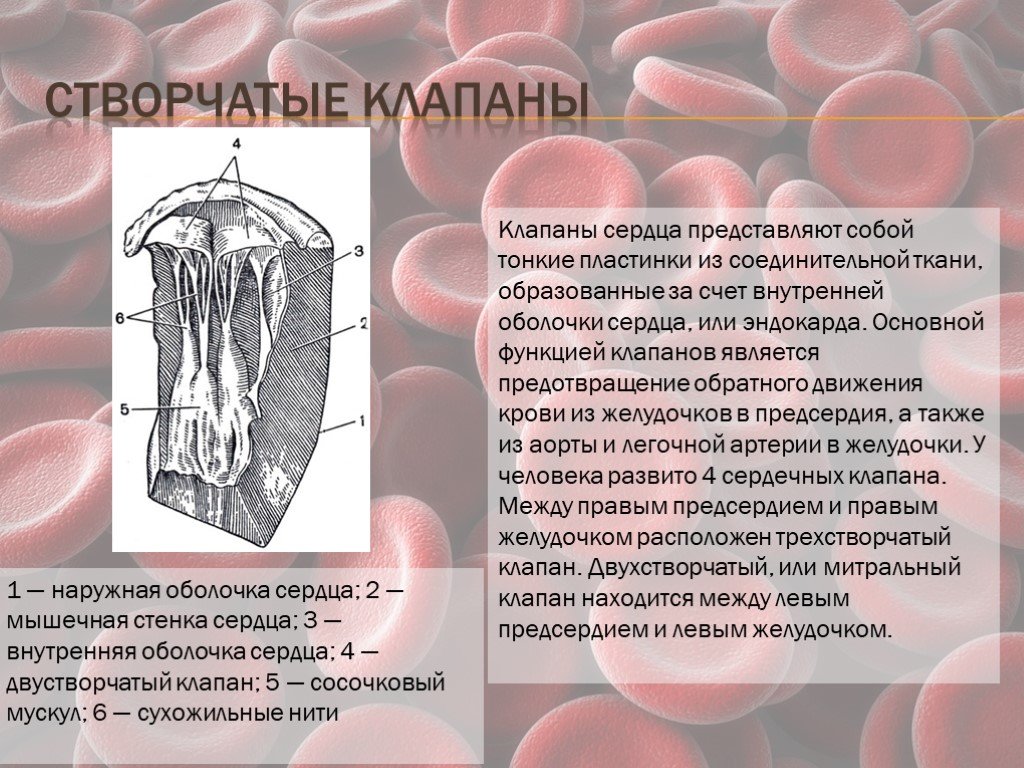 Створчатые клапаны. Створчатые клапаны функции. Функции створчатых клапанов сердца. Роль створчатых клапанов сердца. Клапаны сердца образованы.