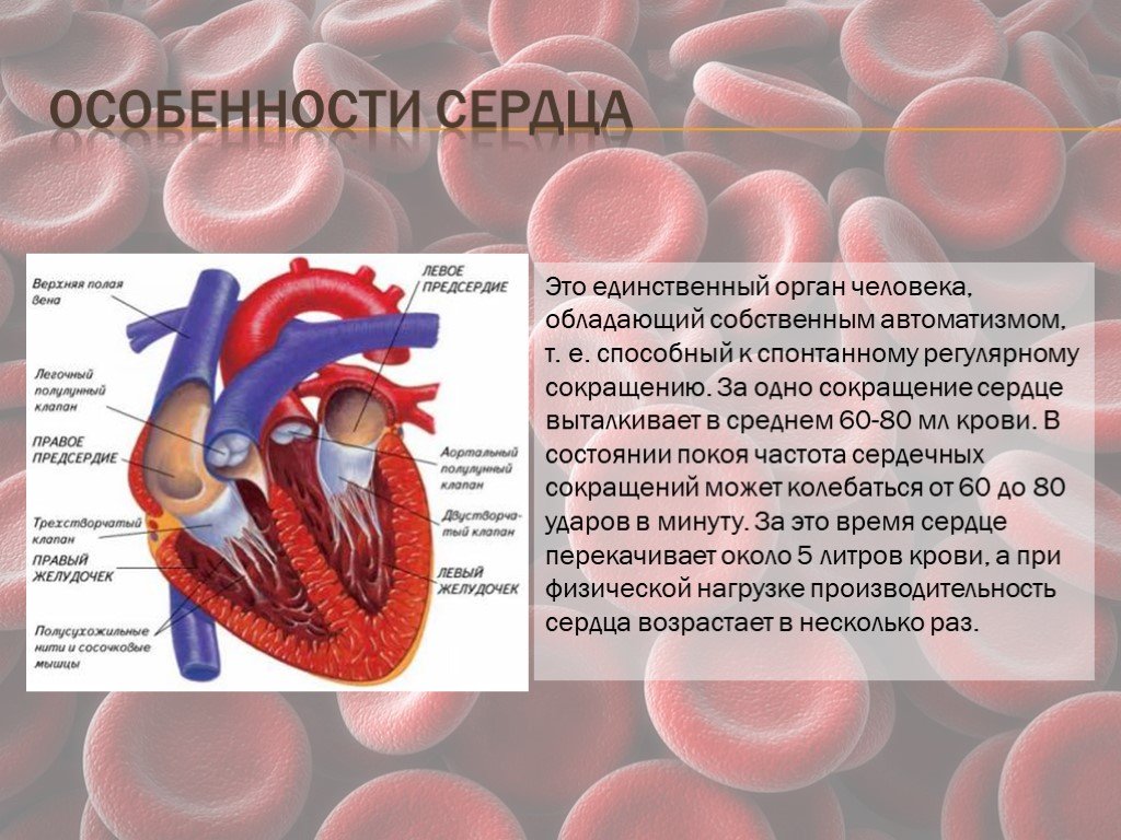 Единственный орган. Особенности сердца человека. Кровеносная система человека сердце. Сердце выталкивает кровь. Физические особенности сердца.