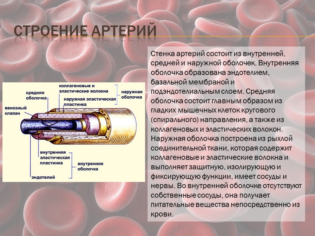 Внутри оболочки. Внутренняя оболочка. Внутренняя оболочка стенки артерии состоит:. Стенка артерии состоит из. Стенки артерии состоят.