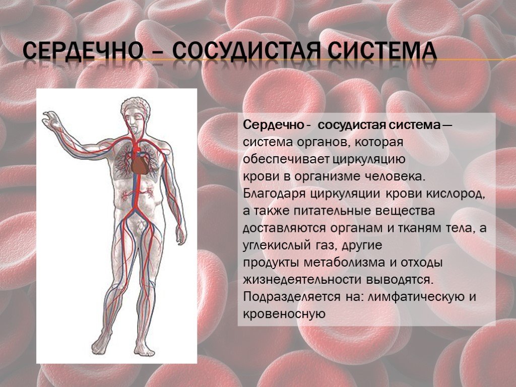 Презентация сосудистая система. Пересказ про кровеносную систему. Краткий пересказ кровеносная система. Кровеносная система человека пересказ. Пересказ на тему кровеносная система.