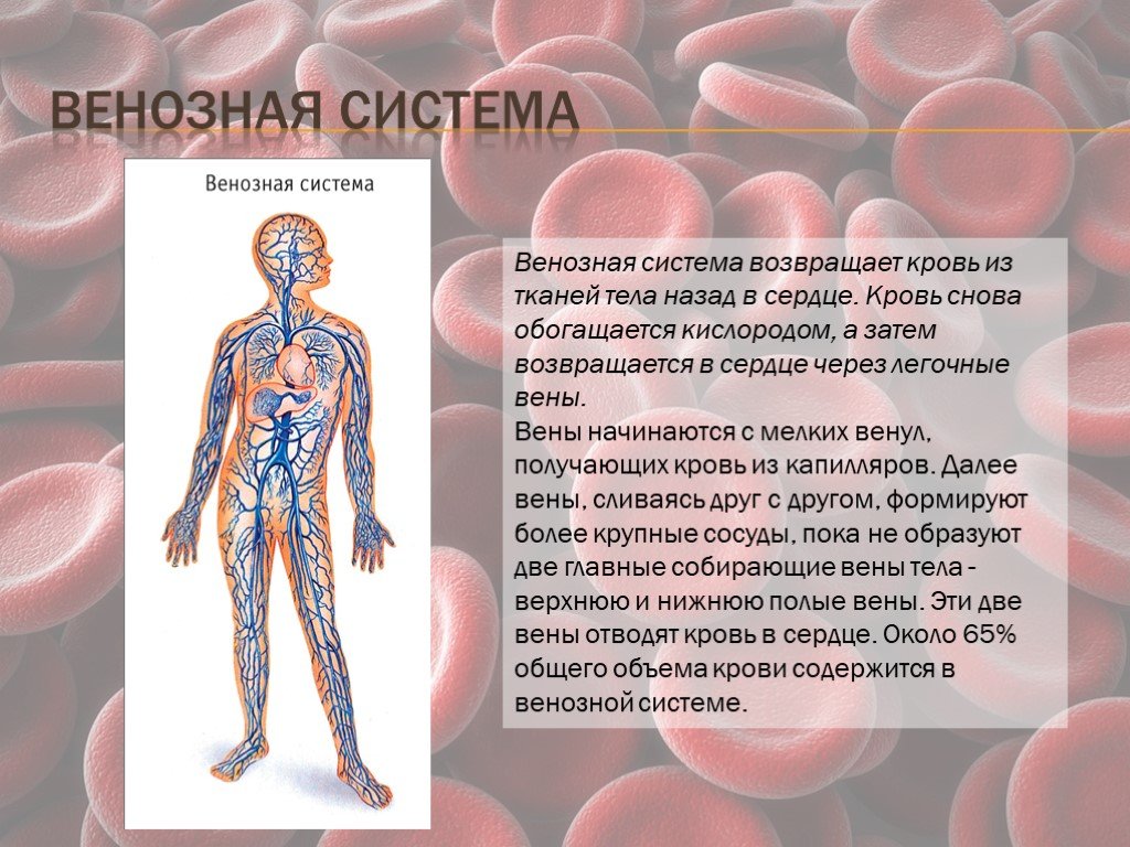 Презентация сосудистая система