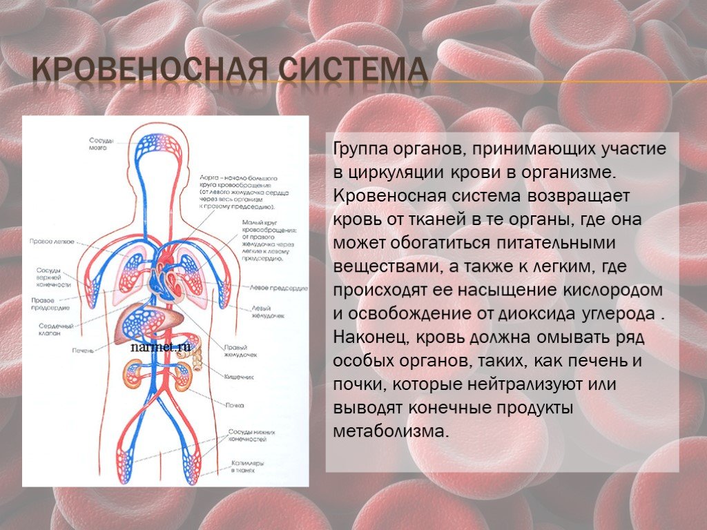 Наличие кровеносной системы у каких. Кровеносная система. Информация о кровеносной системе. Проект по кровеносной системе человека. Кровеносная система человека сообщение.