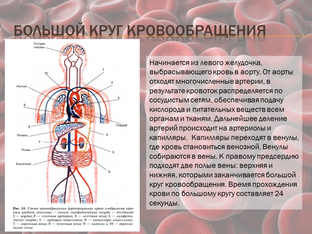 Какая кровь течет в малом кругу. Схему движения крови в кругах кровообращения. Большой круг кровообращения ток крови от сердца. Сосуды большого круга кровообращения схема. Схема артерий большого круга кровообращения человека.