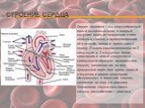 Строение сердца. Сердце человека — это конусообразный полый мышечный орган, в который поступает кровь из впадающих в него венозных стволов, и перекачивающий её в артерии, которые примыкают к сердцу. Полость сердца разделена на 2 предсердия и 2 желудочка. Левое предсердие и левый желудочек в совокупн
