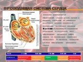 Проводящая система сердца. -комплекс анатомических образований сердца (узлов, пучков и волокон), состоящих из атипичных мышечных волокон (сердечные проводящие мышечные волокна) Функции: Координирует сокращение предсердий и желудочков, таже обеспечивает ритмичную работу сердца, т.е нормальную сердечн