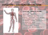 Сердечно – сосудистая система. Сердечно - сосудистая система — система органов, которая обеспечивает циркуляцию крови в организме человека. Благодаря циркуляции крови кислород, а также питательные вещества доставляются органам и тканям тела, а углекислый газ, другие продукты метаболизма и отходы жиз