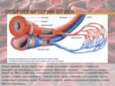 Отличия артерий от вен. Стенка артерий толще стенки вен, в венах отсутствуют внутренняя и наружная эластические мембраны; самая широкая оболочка в артериях —средняя, а в венах—наружная, Вены снабжены клапанами; в венах мышечные клетки в средней оболочке развиты слабее, чем и артериях. Просвет вены ч