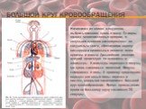 Большой круг кровообращения. Начинается из левого желудочка, выбрасывающего кровь в аорту. От аорты отходят многочисленные артерии, в результате кровоток распределяется по сосудистым сетям, обеспечивая подачу кислорода и питательных веществ всем органам и тканям. Дальнейшее деление артерий происходи