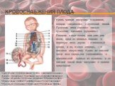 кровоснабжения плода. 1)дуга аорты; 2)артериальный проток; 3)верхняя полая вена; 4)левое предсердие; 5)легочный ствол;6)правое предсердие; 7)левый желудочек; 8)правый желудочек; 9)брюшная аорта; 10)венозный проток;11)воротная вена; 12)пупочная вена; 13)нижняя полая вена; 14)плацента; 15)пупочные арт