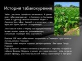 Табак - растение семейства пасленовых. В диком виде табак произрастает в Америке и в Австралии. Попав в 1492 году вместо желаемой Индии в Америку, Христофор Колумб и его спутники стали первыми курильщиками из европейцев. Они завезли табак в Европу как чудодейственное лекарственное средство, успокаив