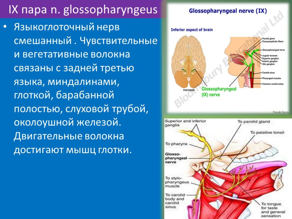 Языкоглоточный блуждающий нерв. Языкоглоточный нерв вегетативные волокна. Языкоглоточный нерв анатомия. 9 Пара языкоглоточный нерв. Языкоглоточный нерв парасимпатические волокна.