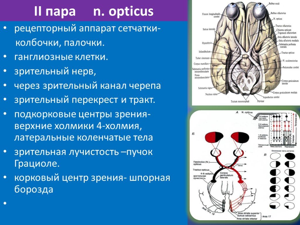 Зрительный нерв в головной мозг. Зрительный нерв (n. Opticus) – II пара. Зрительный нерв (II пара, 2 пара, вторая пара черепных нервов), n. Opticus. 2 Пара черепных нервов анатомия. Подкорковые центры зрительного нерва.