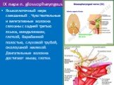 IX пара n. glossopharyngeus. Языкоглоточный нерв смешанный . Чувствительные и вегетативные волокна связаны с задней третью языка, миндалинами, глоткой, барабанной полостью, слуховой трубой, околоушной железой. Двигательные волокна достигают мышц глотки.