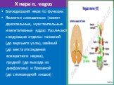 X пара n. vagus. Блуждающий нерв по функции Является смешанным (имеет двигательные, чувствительные и вегетативные ядра). Различают следующие отделы: головной (до верхнего узла), шейный (до места отхождения возвратного нерва), грудной (до выхода из диафрагмы) и брюшной (до сигмовидной кишки)
