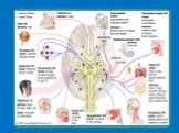 Функциональная анатомия черепно-мозговых нервов Слайд: 15
