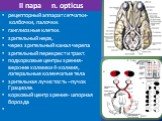 II пара n. opticus. рецепторный аппарат сетчатки- колбочки, палочки. ганглиозные клетки. зрительный нерв, через зрительный канал черепа зрительный перекрест и тракт. подкорковые центры зрения- верхние холмики 4-холмия, латеральные коленчатые тела зрительная лучистость –пучок Грациоле. корковый центр