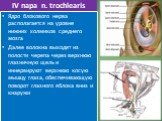 IV пара n. trochlearis. Ядро блокового нерва располагается на уровне нижних холмиков среднего мозга Далее волокна выходят из полости черепа через верхнюю глазничную щель и иннервируют верхнюю косую мышцу глаза, обеспечивающую поворот глазного яблока вниз и кнаружи