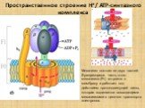 Пространственное строение H+ / ATP-синтазного комплекса. Механизм состоит из двух частей. Вращающаяся часть этого механизма (F0) встроена в мембрану и работает под действием протондвижущей силы, которая выделяется восходящими механизмами в цепочке транспорта электронов.