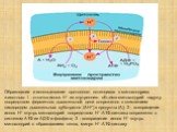 Образование и использование протонного потенциала в митохондриях животных: 1 - откачка ионов Н+ из внутреннего объема митохондрий наружу посредством ферментов дыхательной цепи сопряженно с окислением кислородом дыхательных субстратов (АН2) в продукты (А); 2 - возвращение ионов Н+ внутрь митохондрий 