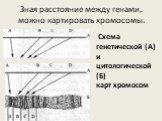 Зная расстояние между генами, можно картировать хромосомы. Схема генетической (А) и цитологической (Б) карт хромосом