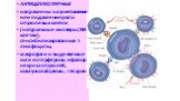 АНТИЦЕЛЛЮЛЯРНЫЕ направлены на уничтожение или подавление роста опухолевых клеток (натуральные киллеры (NK-клетки), сенсибилизированные т-лимфоциты, макрофаги и выделяемые ими интерфероны и фактор некроза опухолей, иммуноглобулины, гепарин)