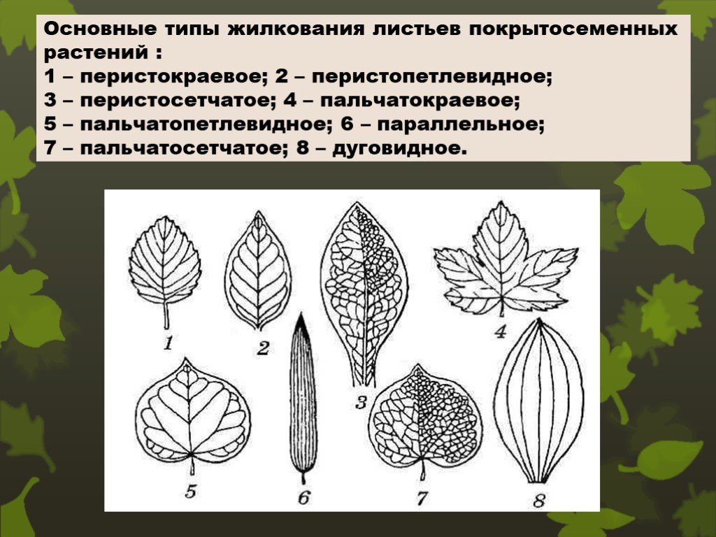Сетчатое жилкование имеют. Рисунок типы жилкования листа. Основные типы жилкования листьев покрытосеменных растений. Перистопетлевидное жилкование листа. Жилкование листа черешковый.