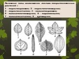 Основные типы жилкования листьев покрытосеменных растений : 1 – перистокраевое; 2 – перистопетлевидное; 3 – перистосетчатое; 4 – пальчатокраевое; 5 – пальчатопетлевидное; 6 – параллельное; 7 – пальчатосетчатое; 8 – дуговидное.