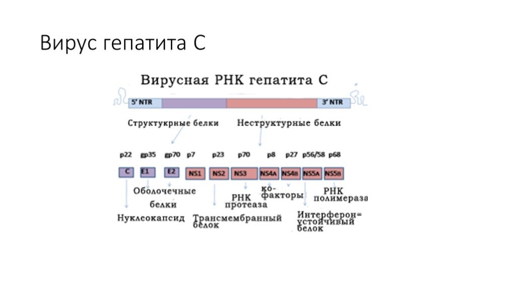 Анализ рнк вируса гепатита. РНК вируса гепатита с таблица результатов. Вирус гепатита с РНК количественный 1,1. Вирус гепатита с РНК 4,2х10 6. Вирус гепатита РНК 2,7.