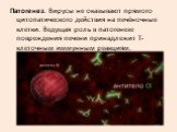 Патогенез. Вирусы не оказывают прямого цитопатического действия на печёночные клетки. Ведущая роль в патогенезе повреждения печени принадлежит Т-клеточным иммунным реакциям.